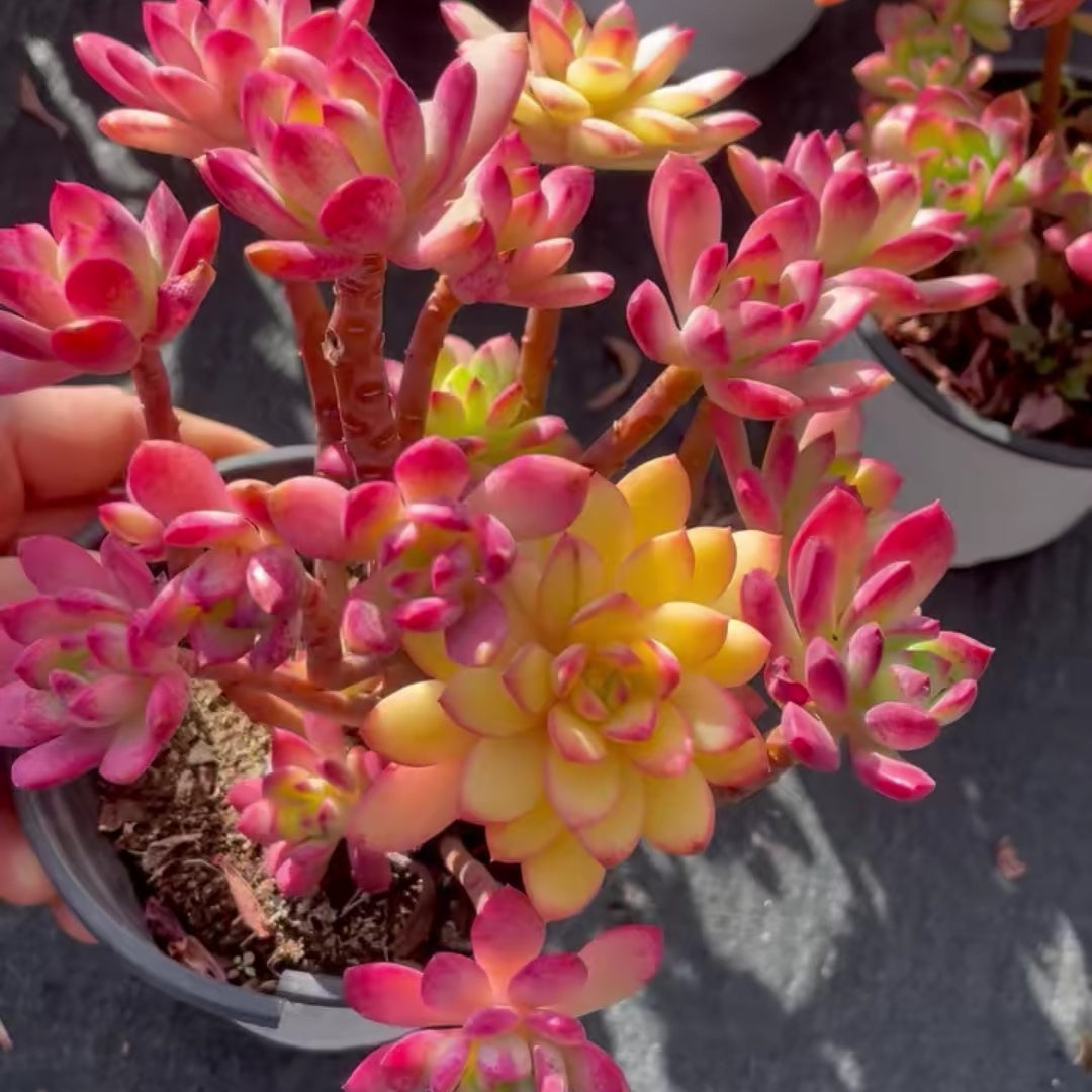 23562 ミニベル錦（12cm pot）