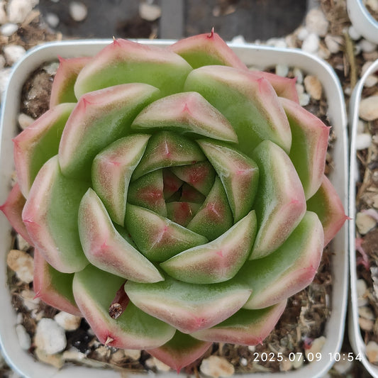 XQ1275 マルギャンHyb 08（7cm pot）