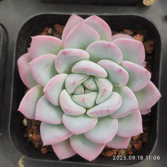 LMM360 ウェザー(6.5cm pot)