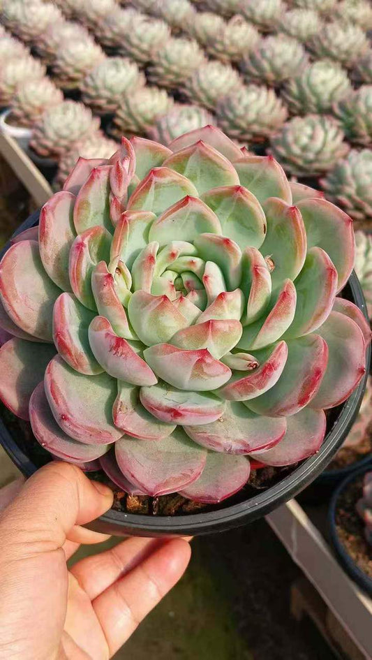 26582 ラッキー スター