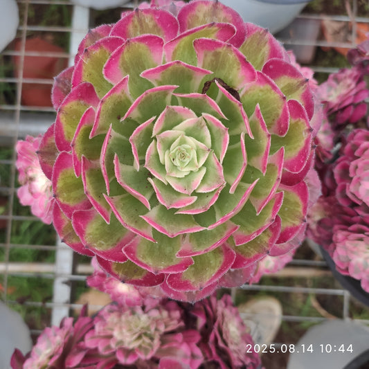 YS276 アエオニウム ガーネット（17cm pot）