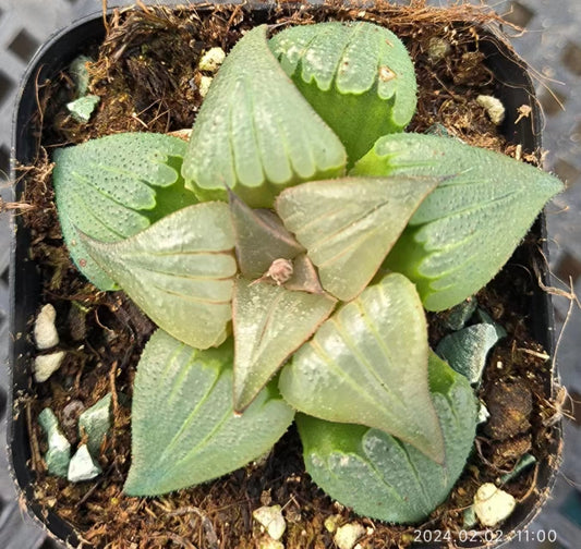 7418 瑞鳳 ズイホウ