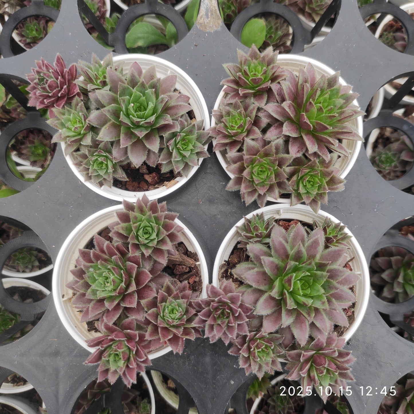 21466 ジョビバルバ アリオニ オレンジ（5.5cm pot）