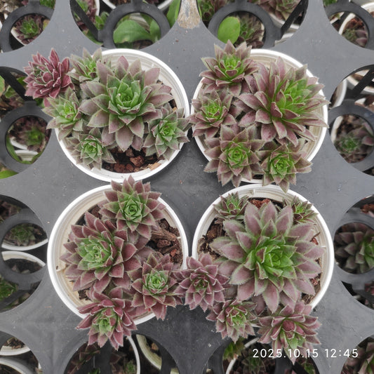 21466 ジョビバルバ アリオニ オレンジ（5.5cm pot）