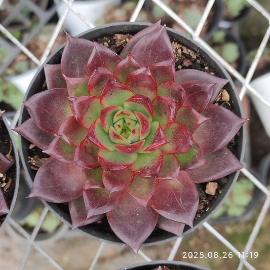 XY254 ロビンHyb（9cm pot）