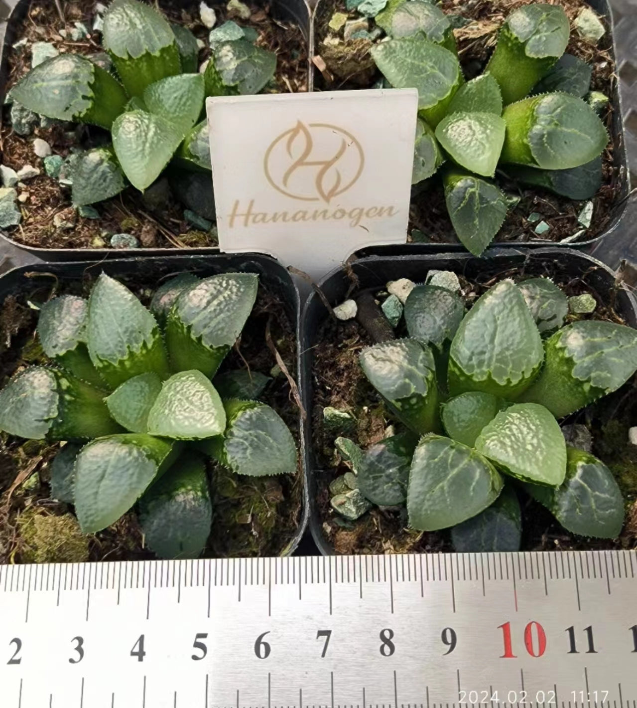 7408 花影ハナカゲ