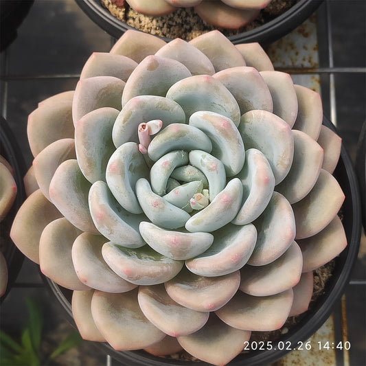 PX254 オーパーリーナー　ピーチ (15cm pot)