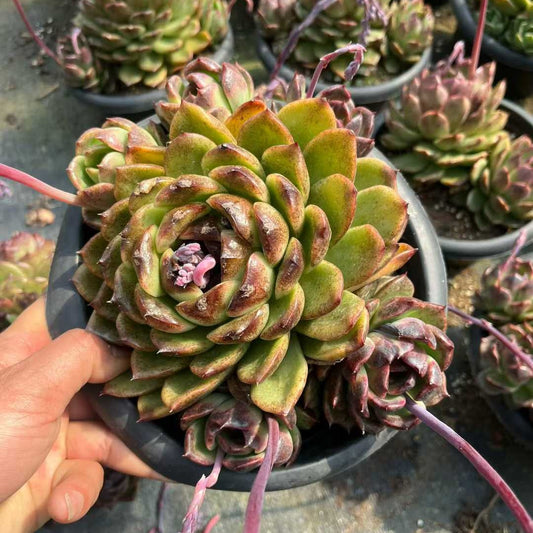 26187 ブラッククイーン