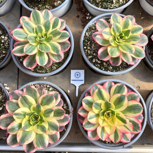 24629 ウィッシュ