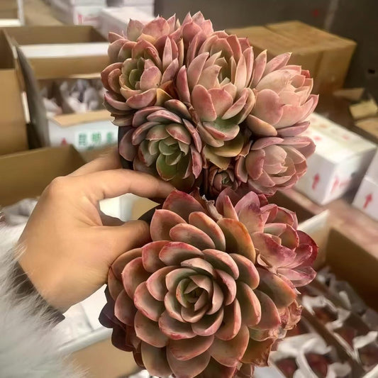 24568 シルクヴェール