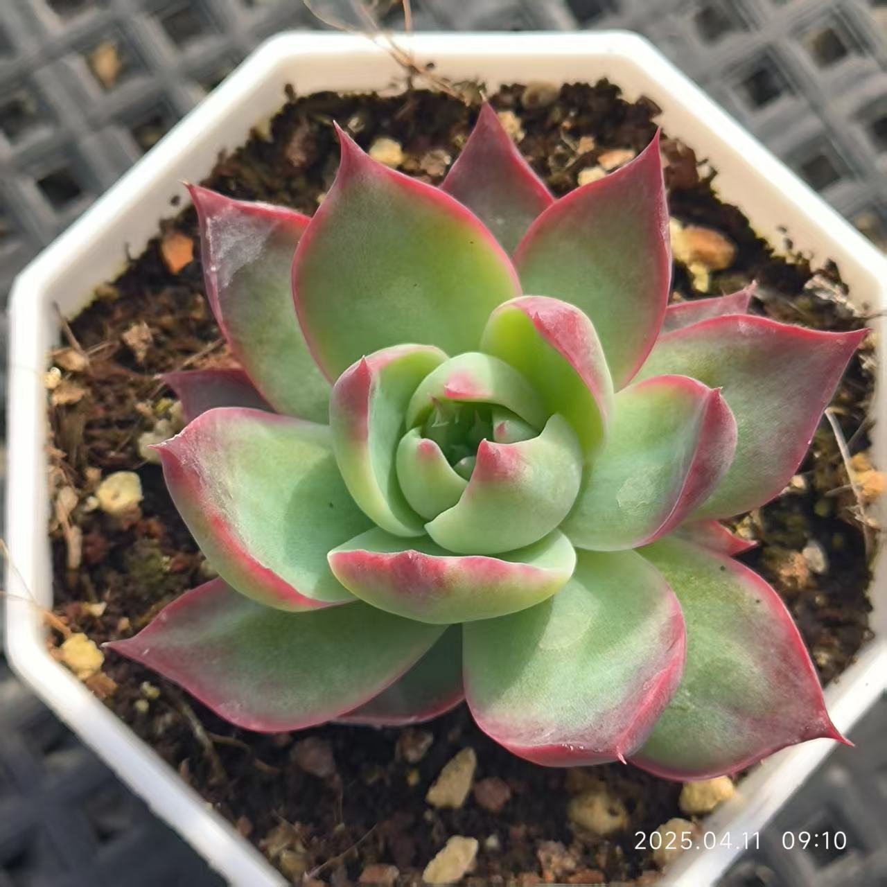 RDD226 カシオ(6.5cm pot)