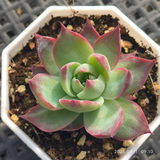 RDD226 カシオ(6.5cm pot)