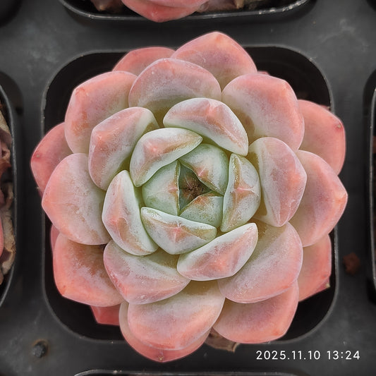 80534 ピンク　モリー（6.5cm pot）