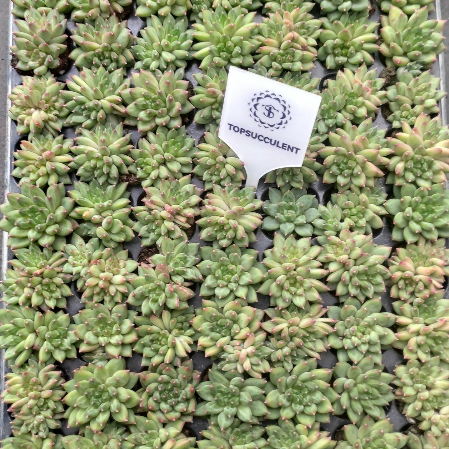 22134  オラクル（3cm pot）（ポット苗）