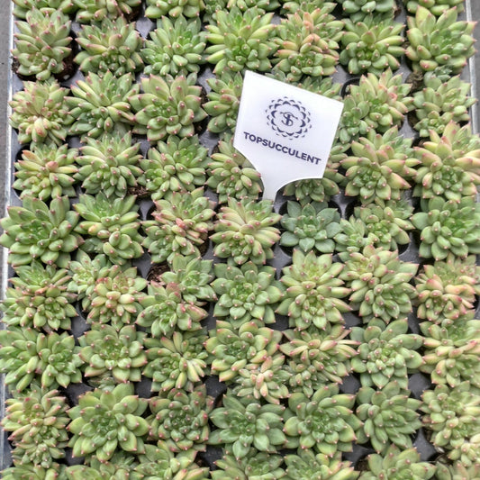 22134  オラクル（3cm pot）（ポット苗）