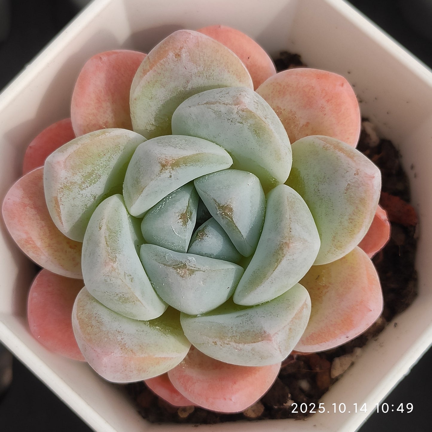 WWA396 アイスグリーン Hyb（7cm pot）