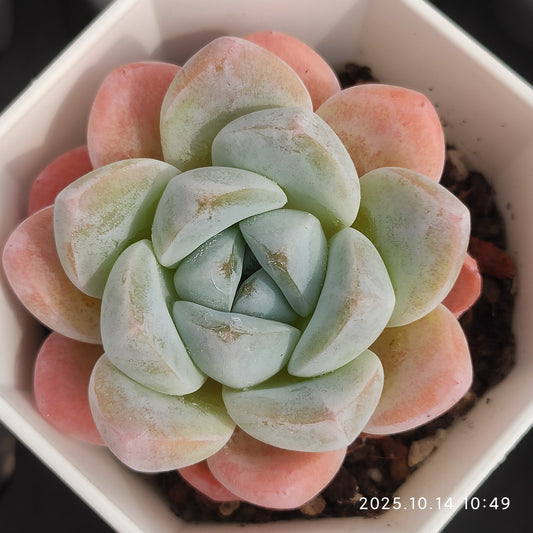 WWA396 アイスグリーン Hyb（7cm pot）