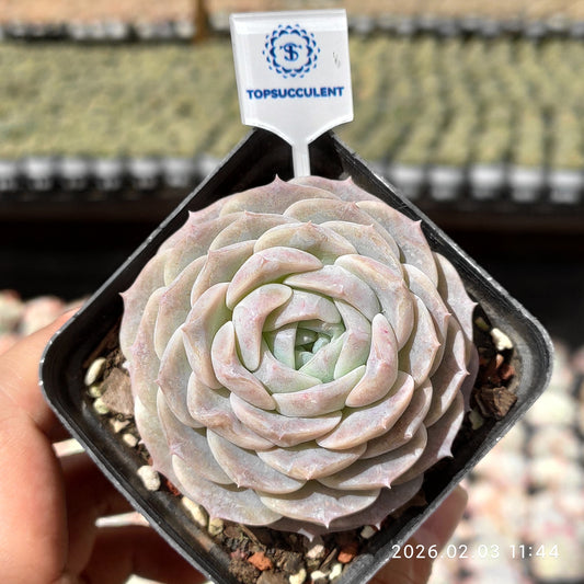 25621 アメイジンググレイス