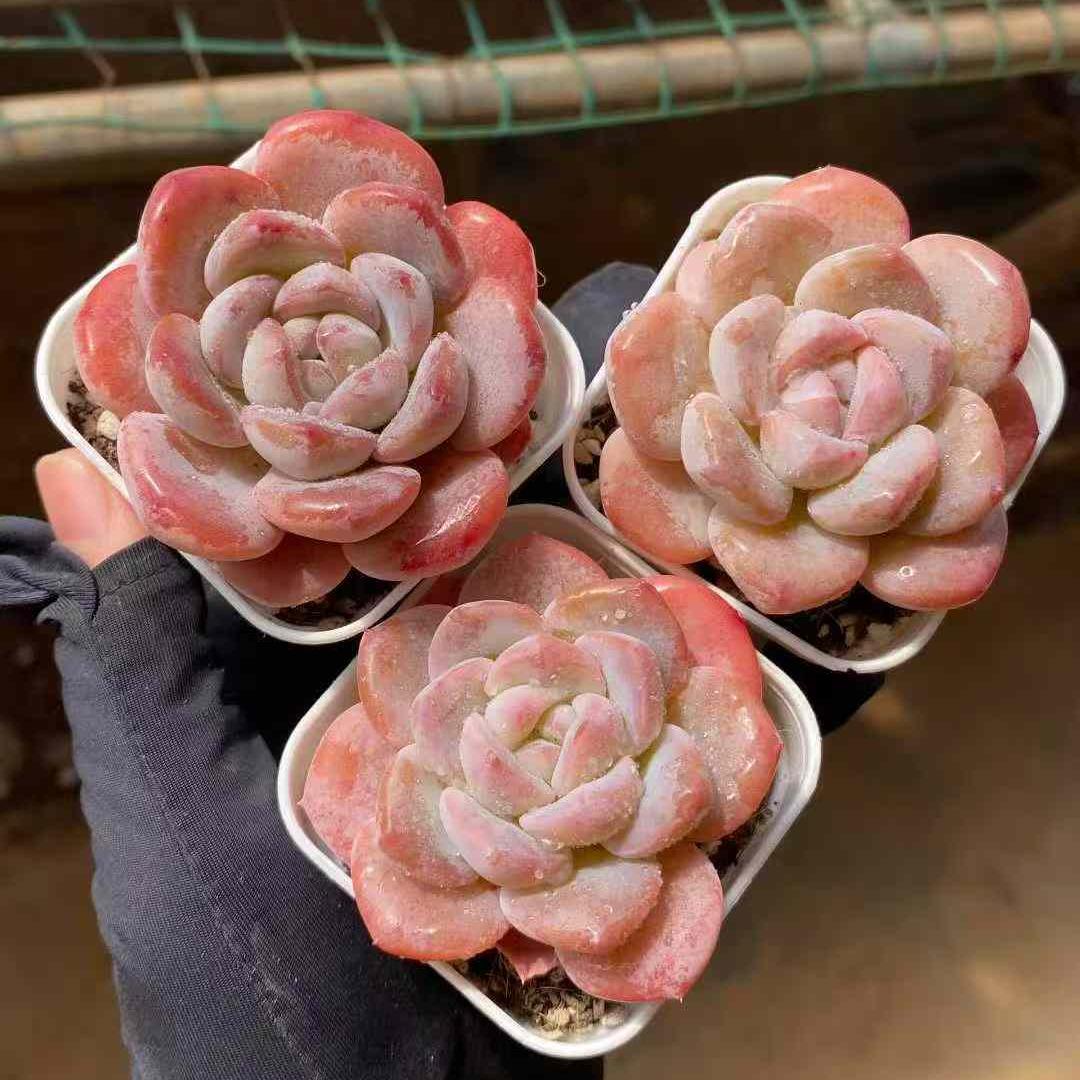 24787 ドリーム　グレース