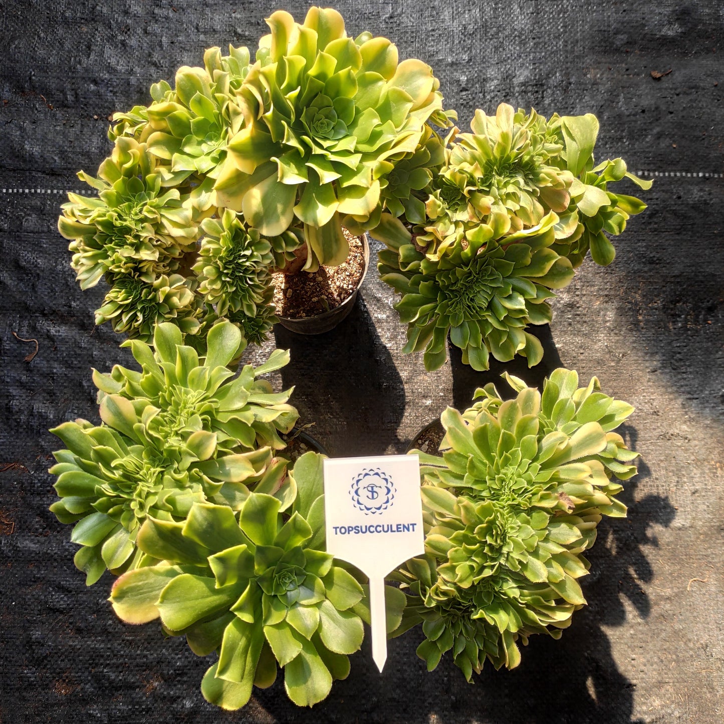 60038 ゴールド　ジェード 綴化