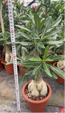 FGY034 アデニウム　ソマレンセ (12cm pot)葉がなし