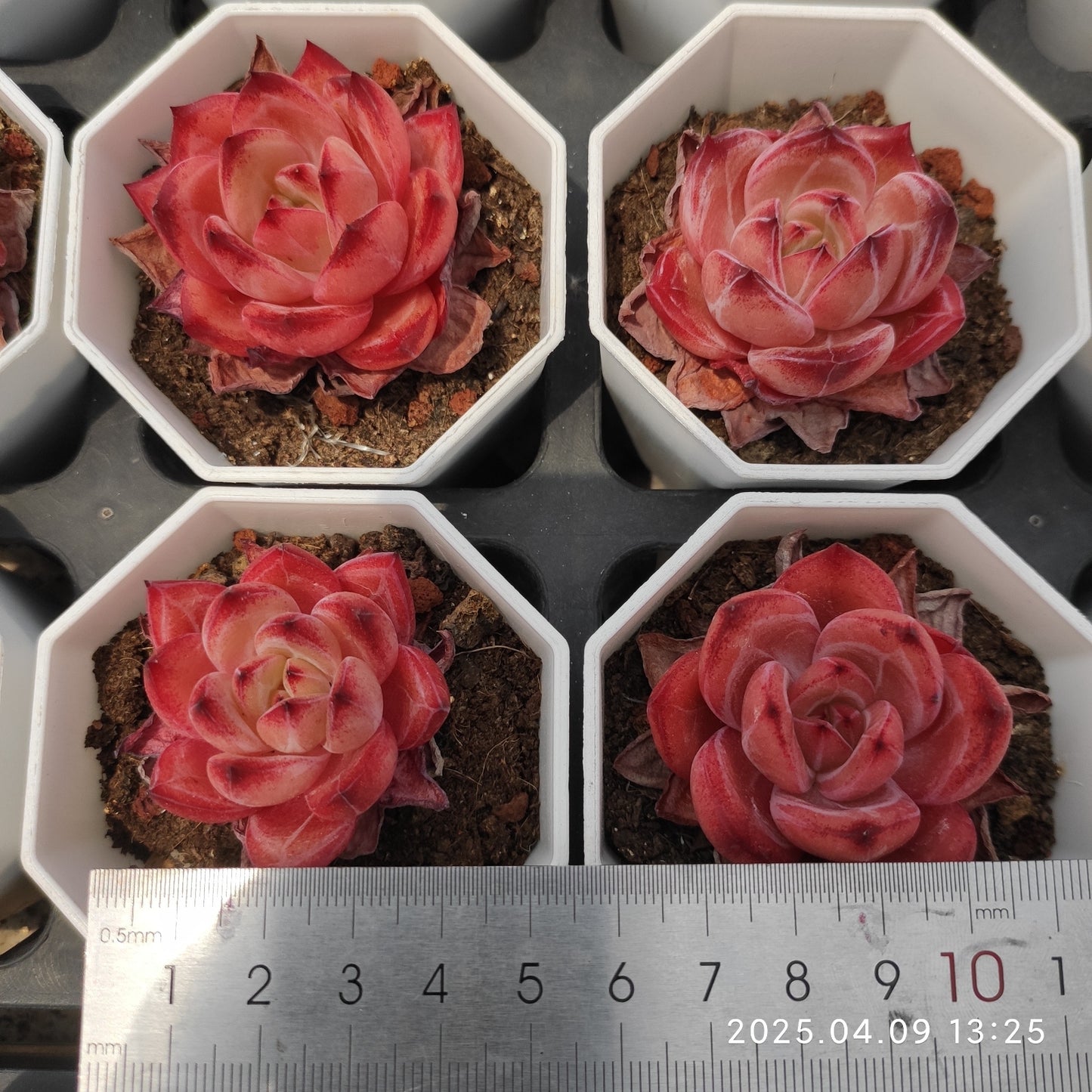 YBB211 ラブバードズ（50cm pot）