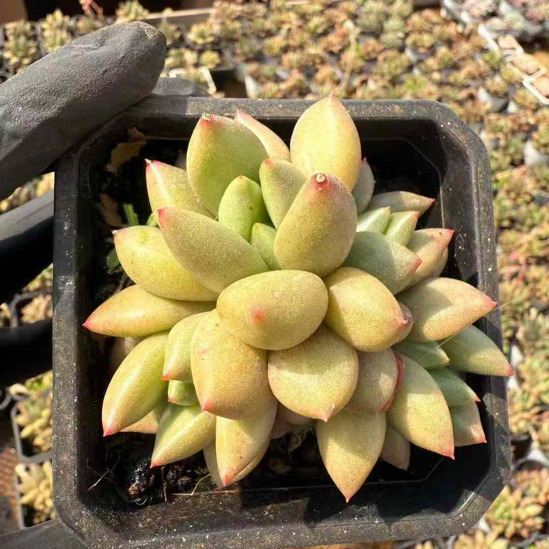 26219 ミシュラン