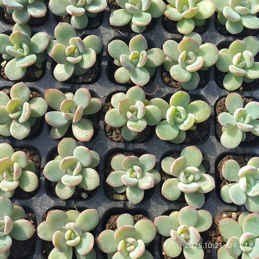 21733 フェニックスオレンジ（3cm pot）（ポット苗）