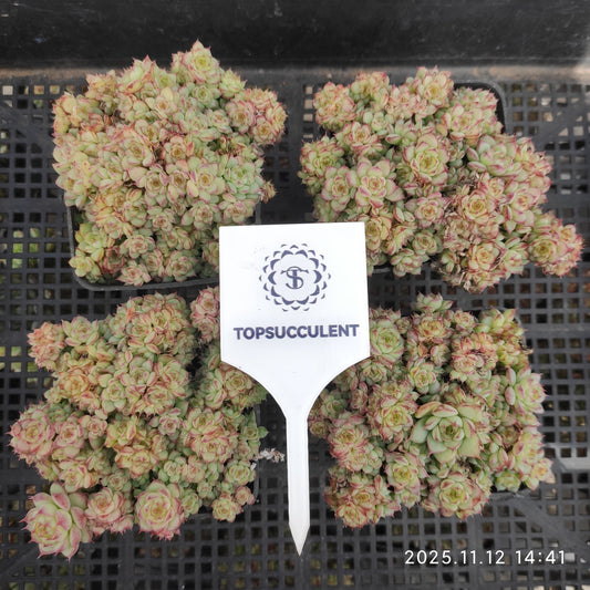 17504  コンキュバイン（7cm pot）