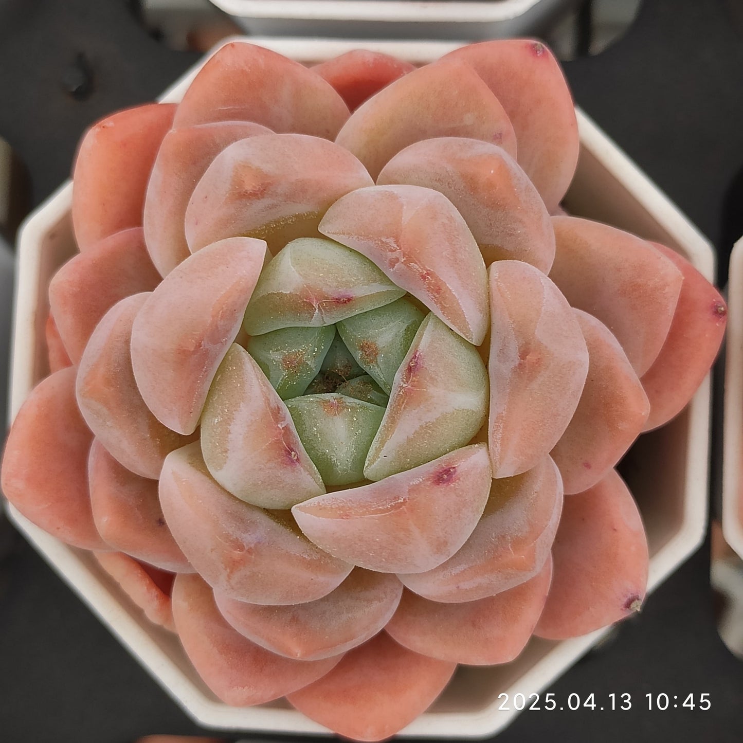 LMM130 ハナビューティー（7 cm pot）