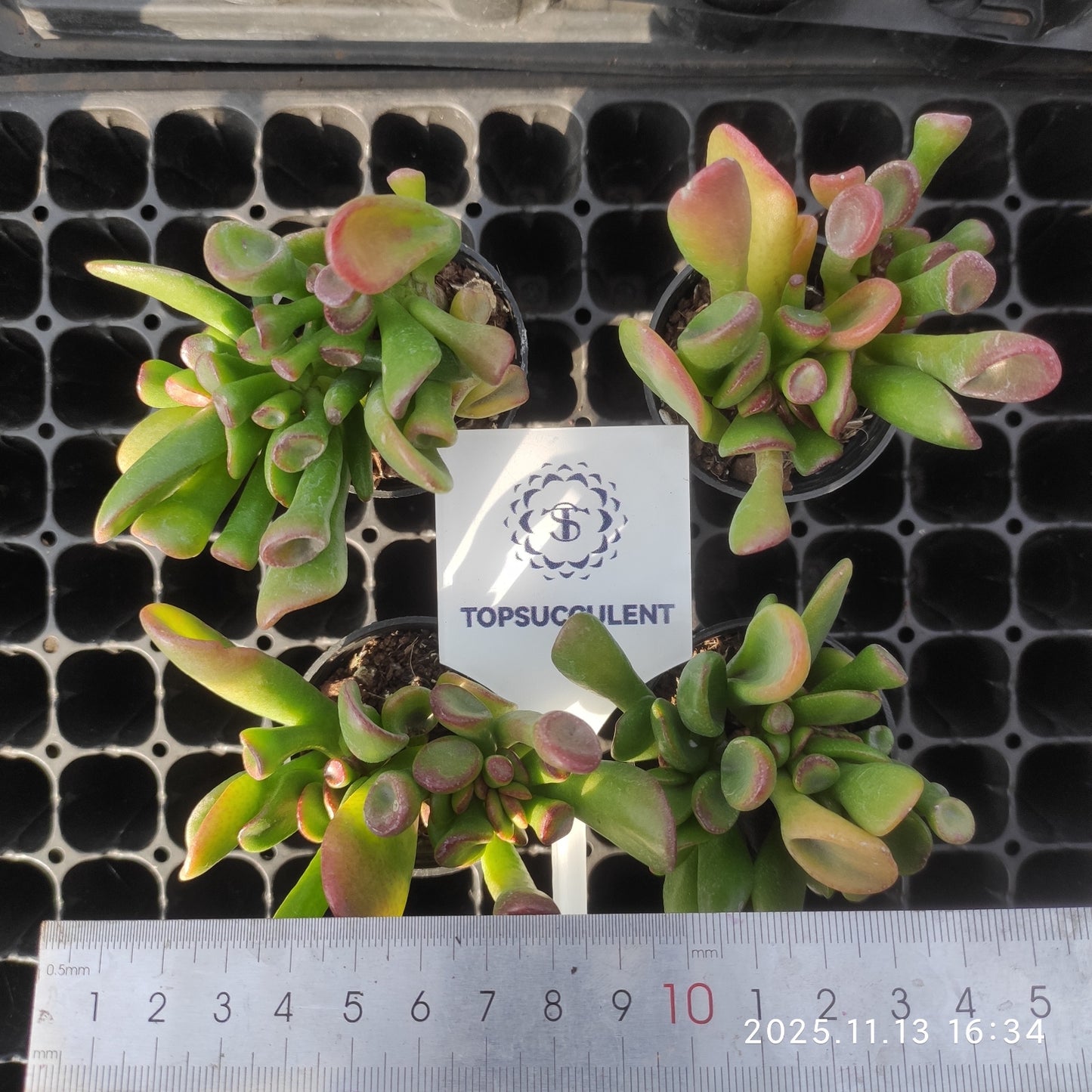 22493  クラッスラ　オブリくア　ゴルム（5.5cm pot）