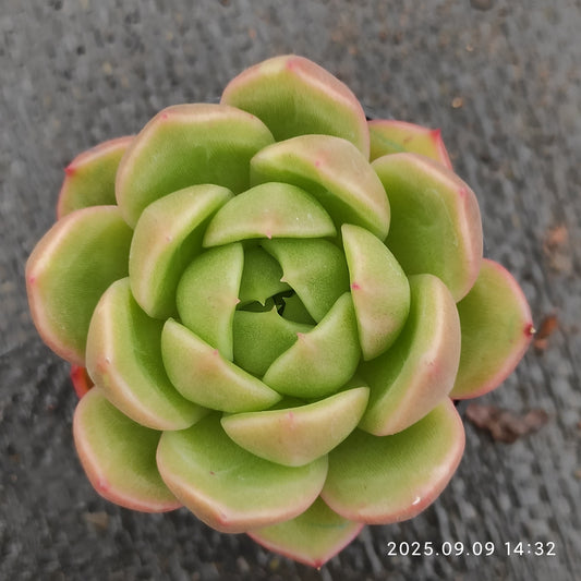 MMT507 アイスシティ（5.5cm pot）
