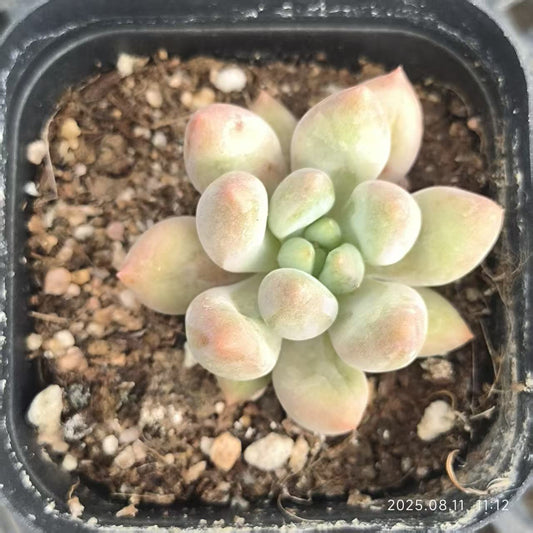 HBY035 エンジェルスフィンガー(6.5cm pot)
