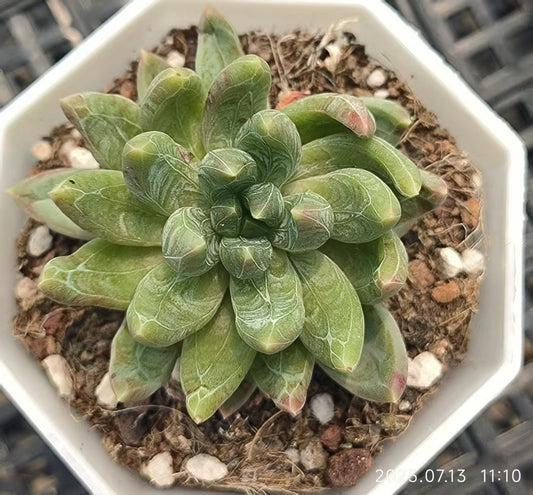 FFH349 ピンククリスタルローズ（5cm pot）