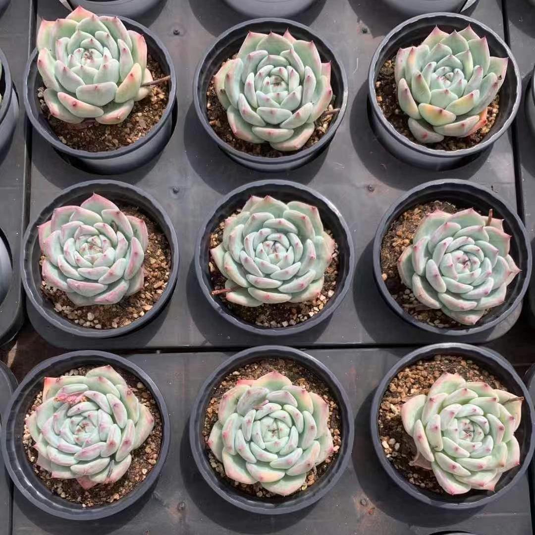 BL1650 ホワイトラタム （12cm pot）