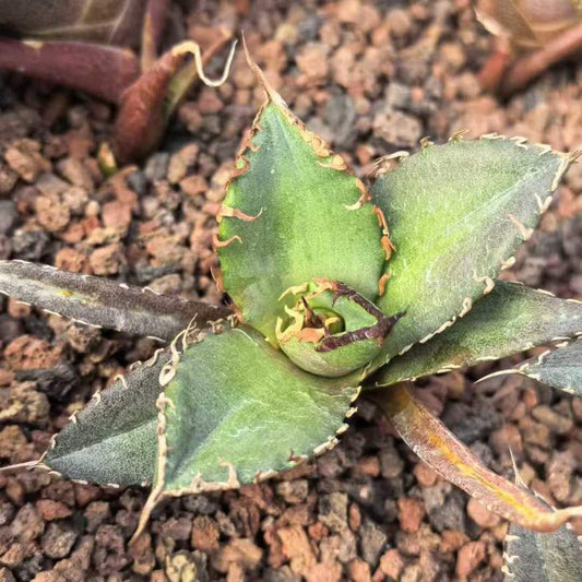 24292 バサーカー