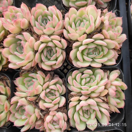 QN859 ストロベリーアイス（6.5cm pot）
