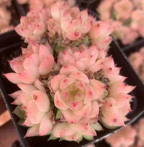 BL1434 フィッシュ　アンド　ウィート （7cm pot）
