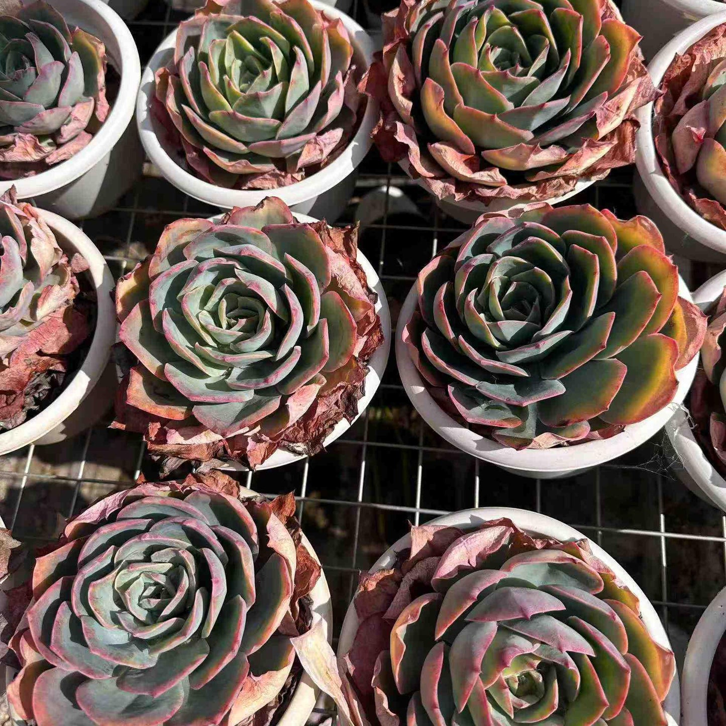 18996 ブルーライト