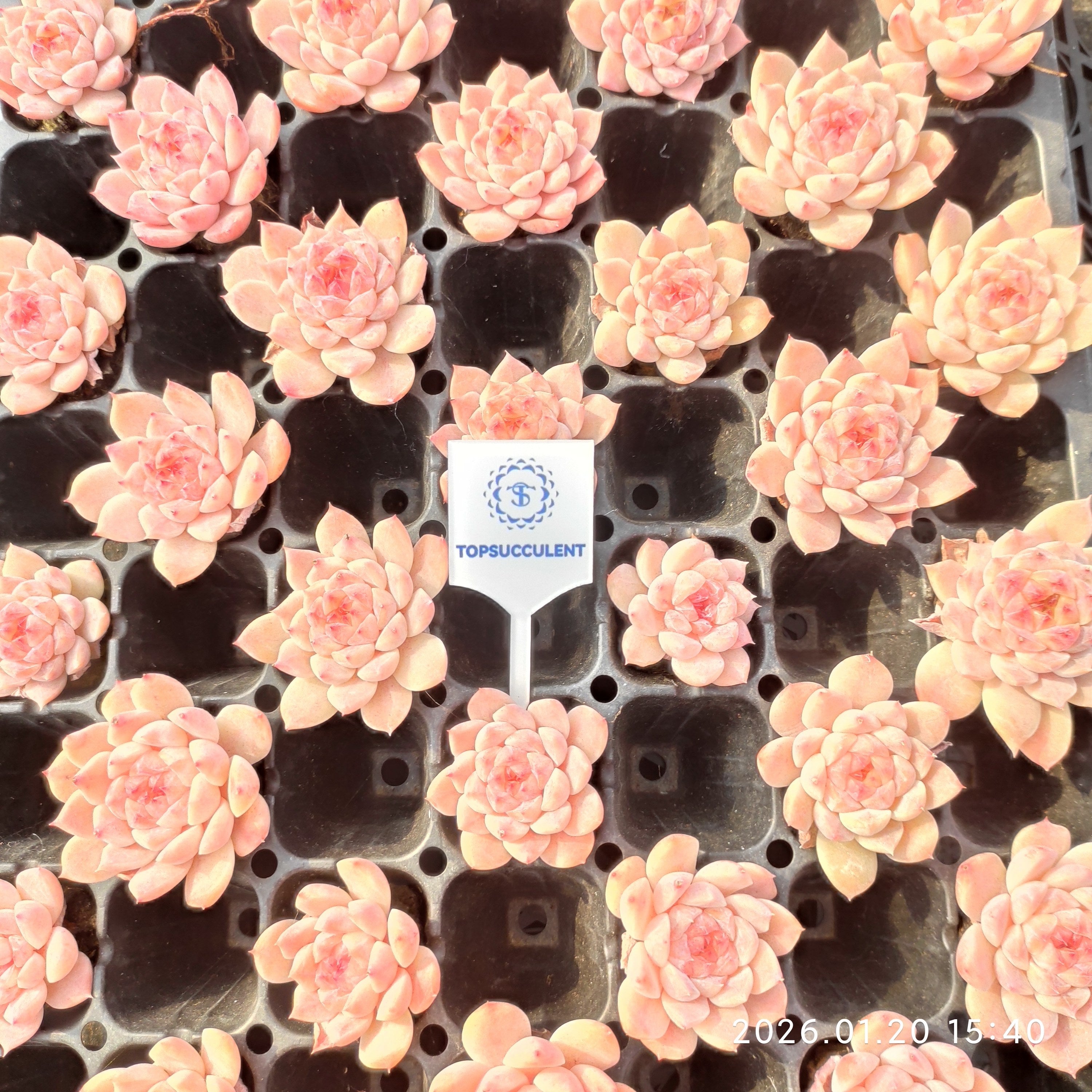 プラグトレー苗 20260129 – Top Succulent®