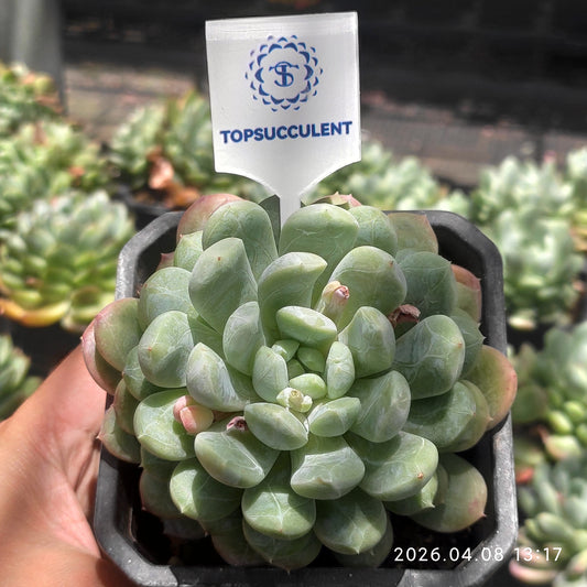 22511 パーテック　エメラルド