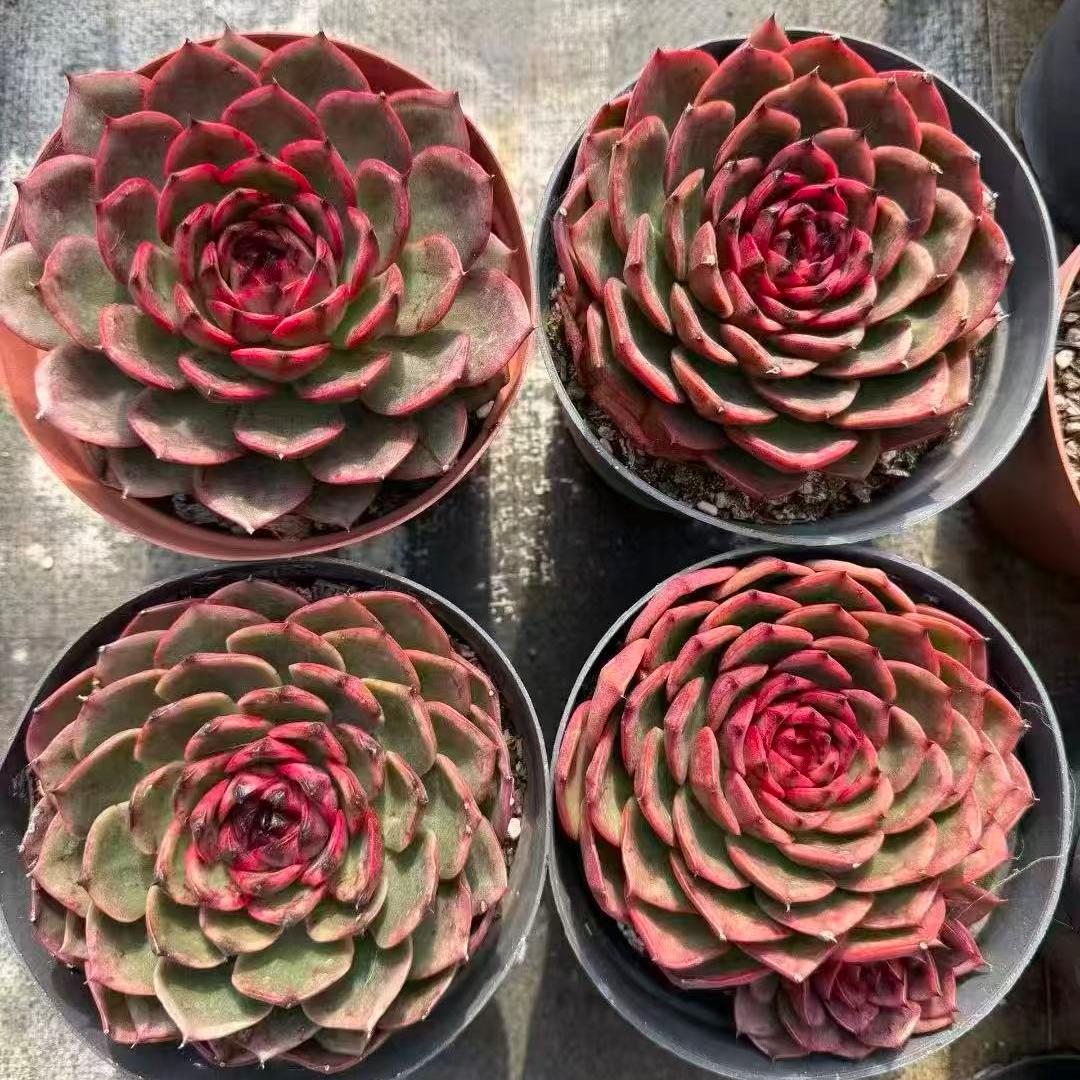 23364 レッド　アガボイデスHyb（14cm pot）