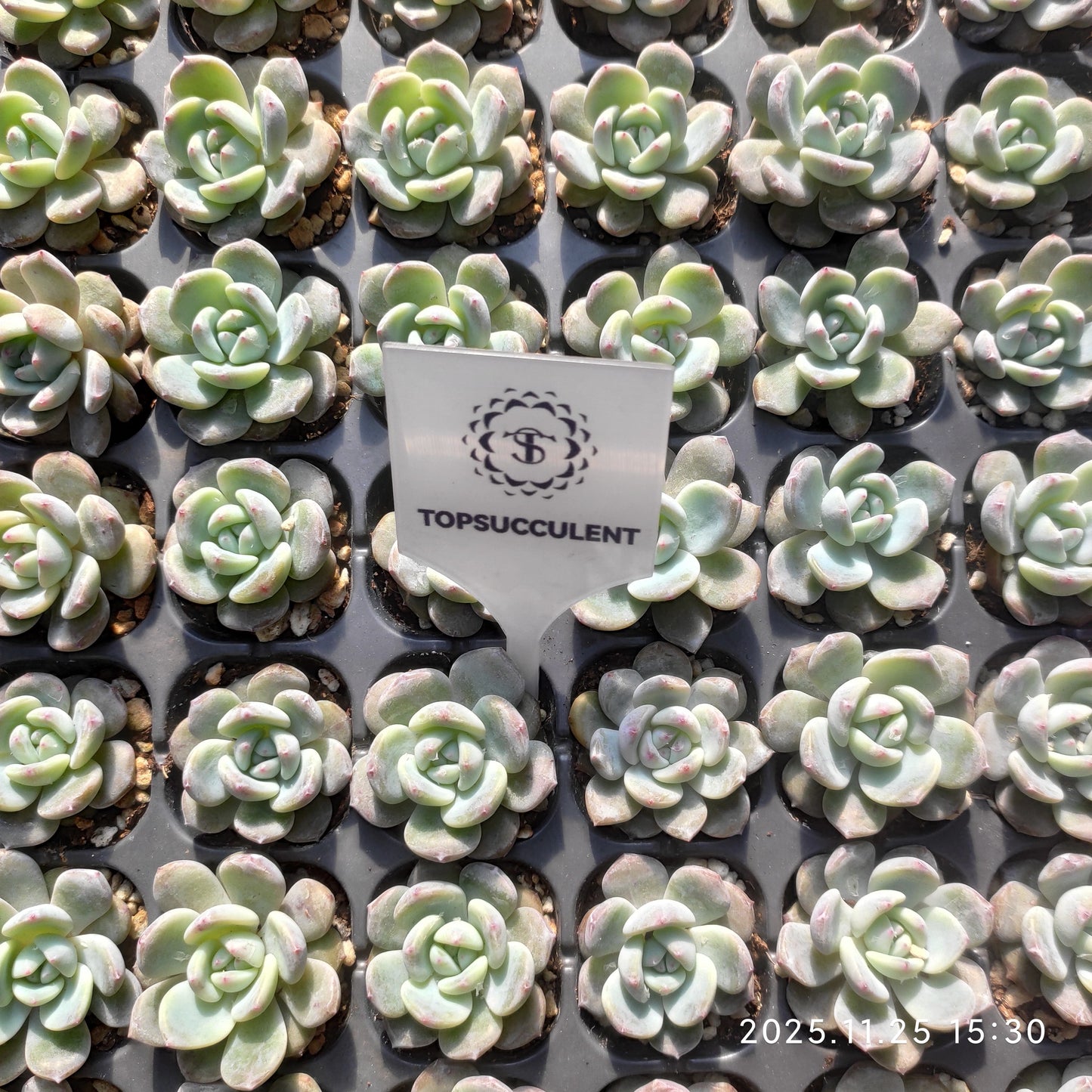 21743 オレンジ　モンロー（3cm pot）（ポット苗）