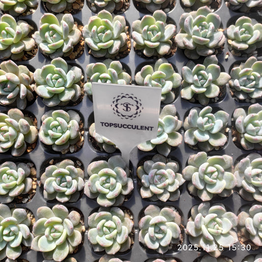 21743 オレンジ　モンロー（3cm pot）（ポット苗）