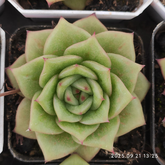 ZX103 ランブラー（7cm pot）