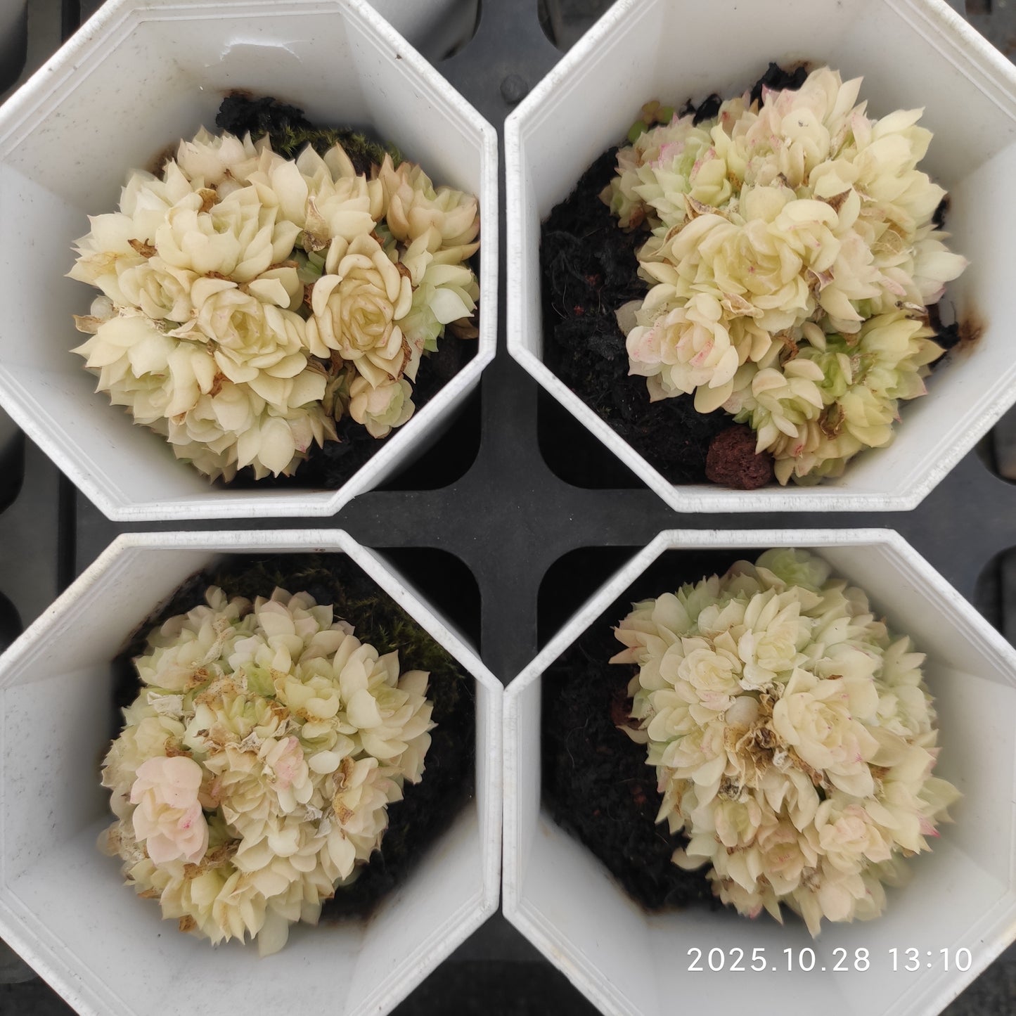 22195 アイドル（7cm pot）