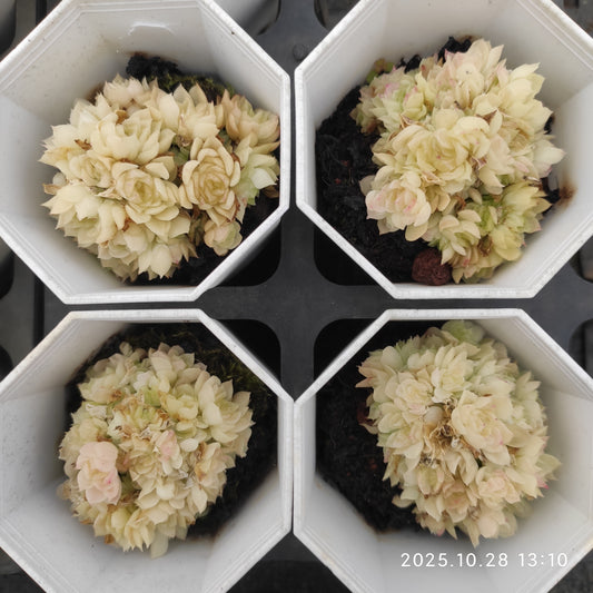 22195 アイドル（7cm pot）