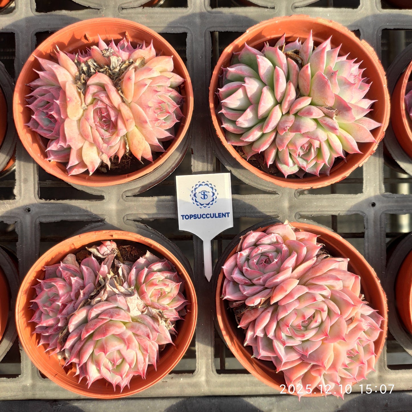 23350 シルエット