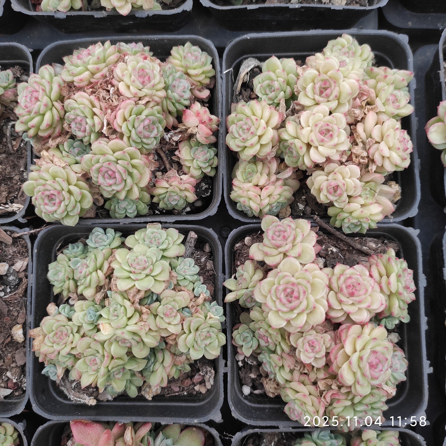 22281 ジェム　ジェニー（7cm pot）