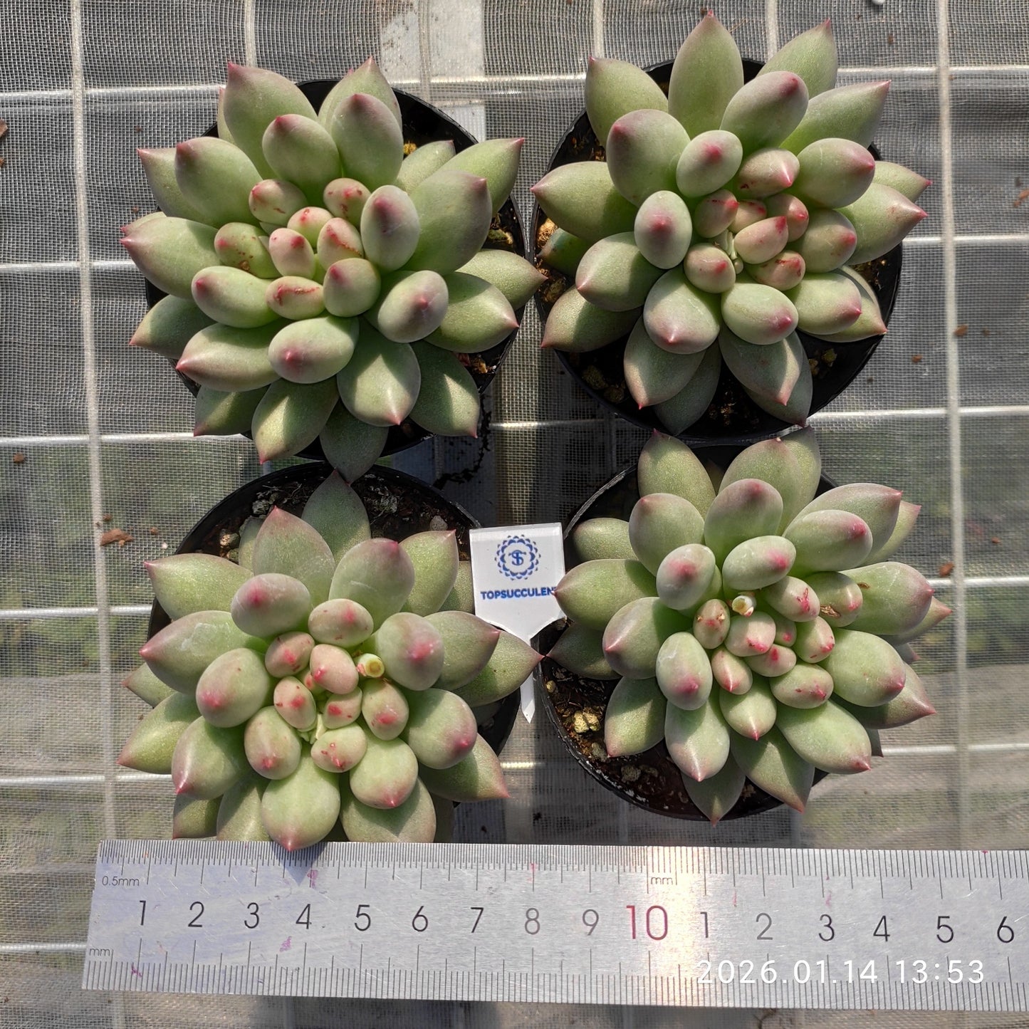 24721 コーンポッピー